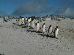 KingPenguins KingPenguins